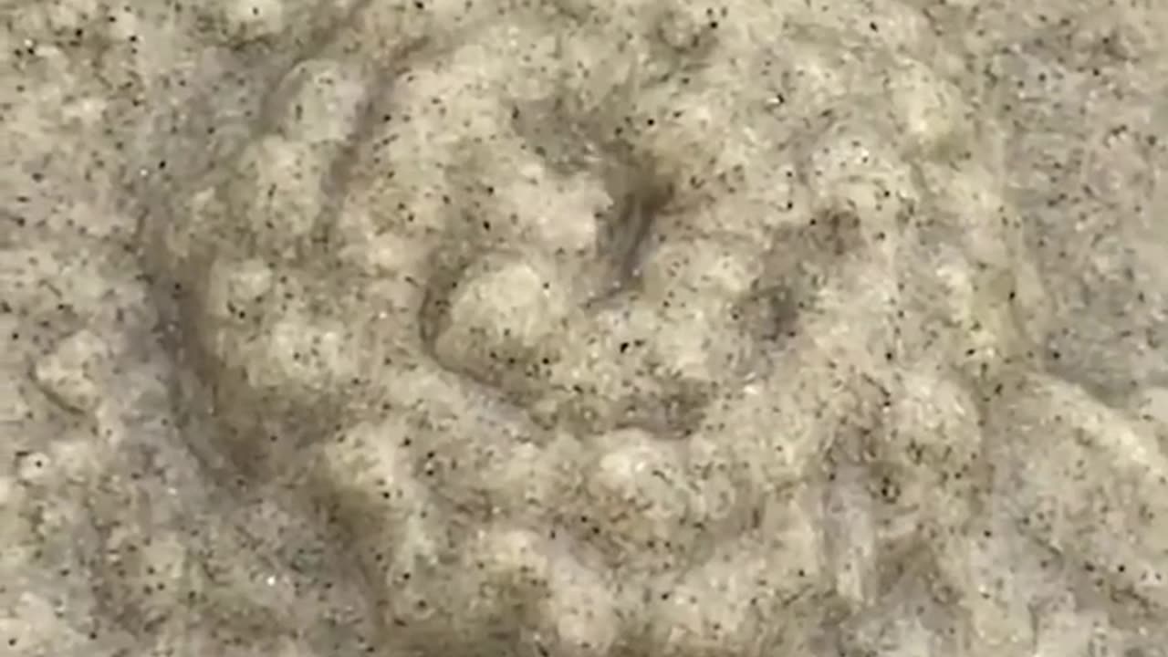 A sand bubbler crab can builds a home