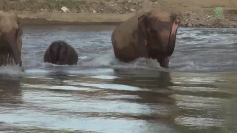 Baby Elephant And Parents Make A Happy Noise While In The River - ElephantNews