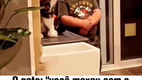 Funny cats