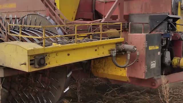 pumpkin seed harvesting process