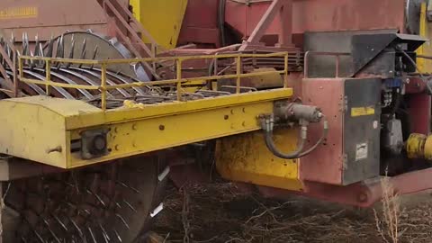 pumpkin seed harvesting process