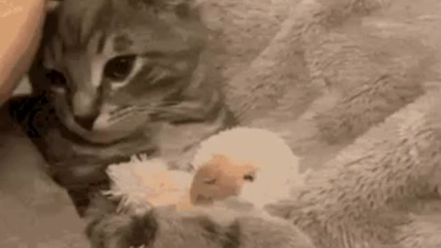 Cute Cat Gif