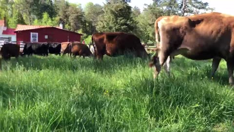 Cows moved to spring grass!