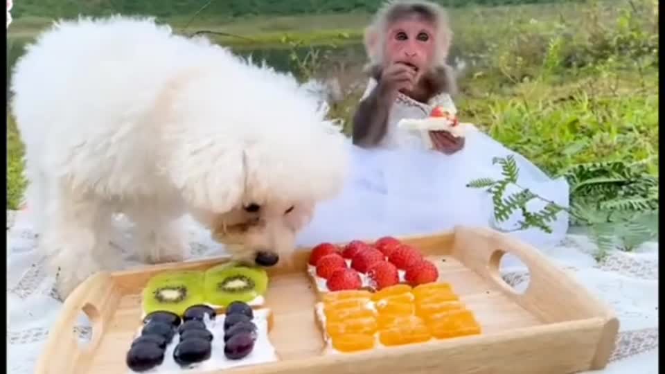 BiBi rowed a boat to harvest fruit to make fruit sandwiches