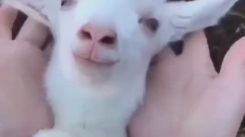 Play with the lamb