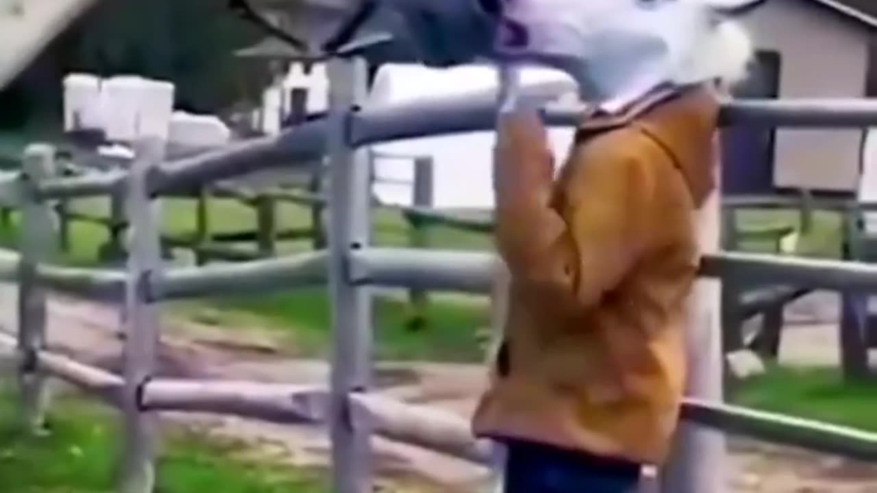 Funny Animals