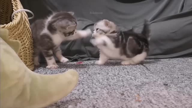 Baby Cats: 39 Cutest and Funniest Cat Videos | Aww Animals