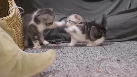 Baby Cats: 39 Cutest and Funniest Cat Videos | Aww Animals