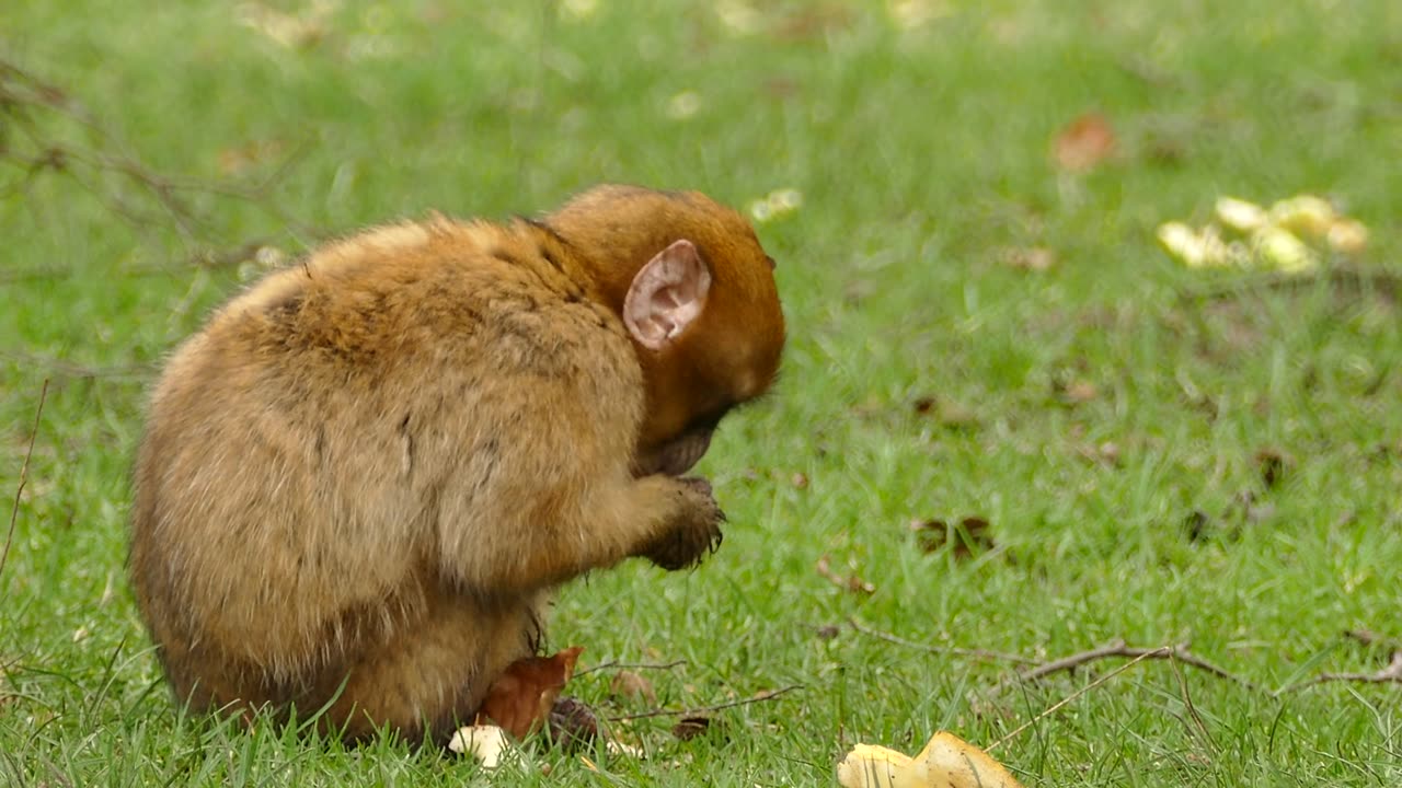 Cutest Monkey Playing