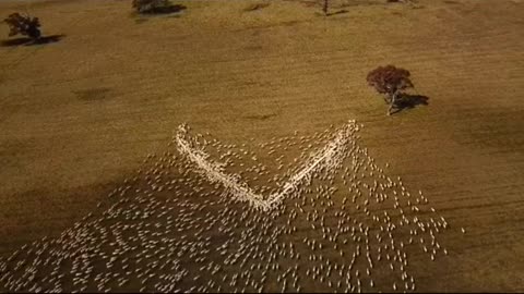 A farmer's special way of paying tribute to his Aunt who passed away recently