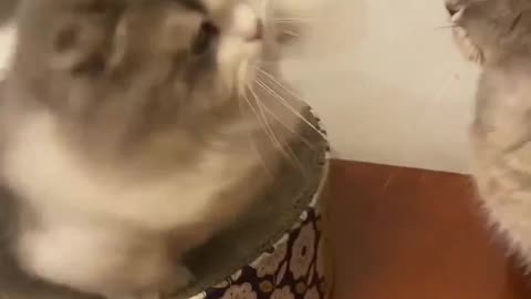 Funny 🤣 cats fighting 😂😆