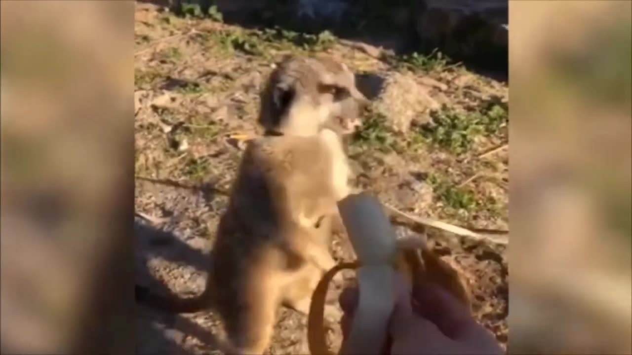 Funny animals - Try not to laugh part 5