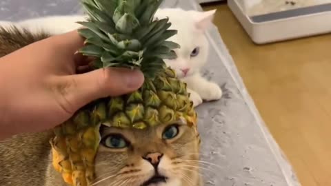 Cute cat wearing cap short videos