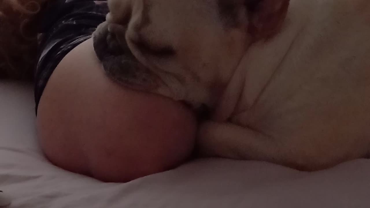 Bulldog francês
