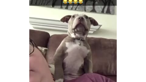 this dog relaxes with its owner