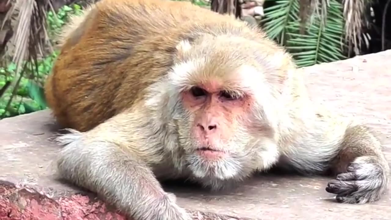 Feel of The Nature Video#jungle #shorts #viral #Monkey