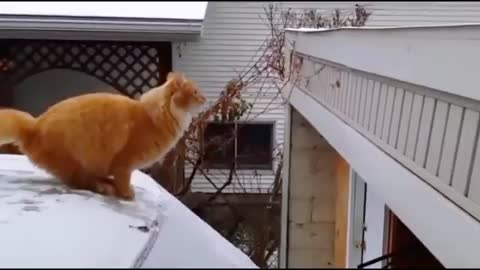 Cat does MARIO obstacle Jump!