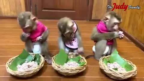 Baby monkeys