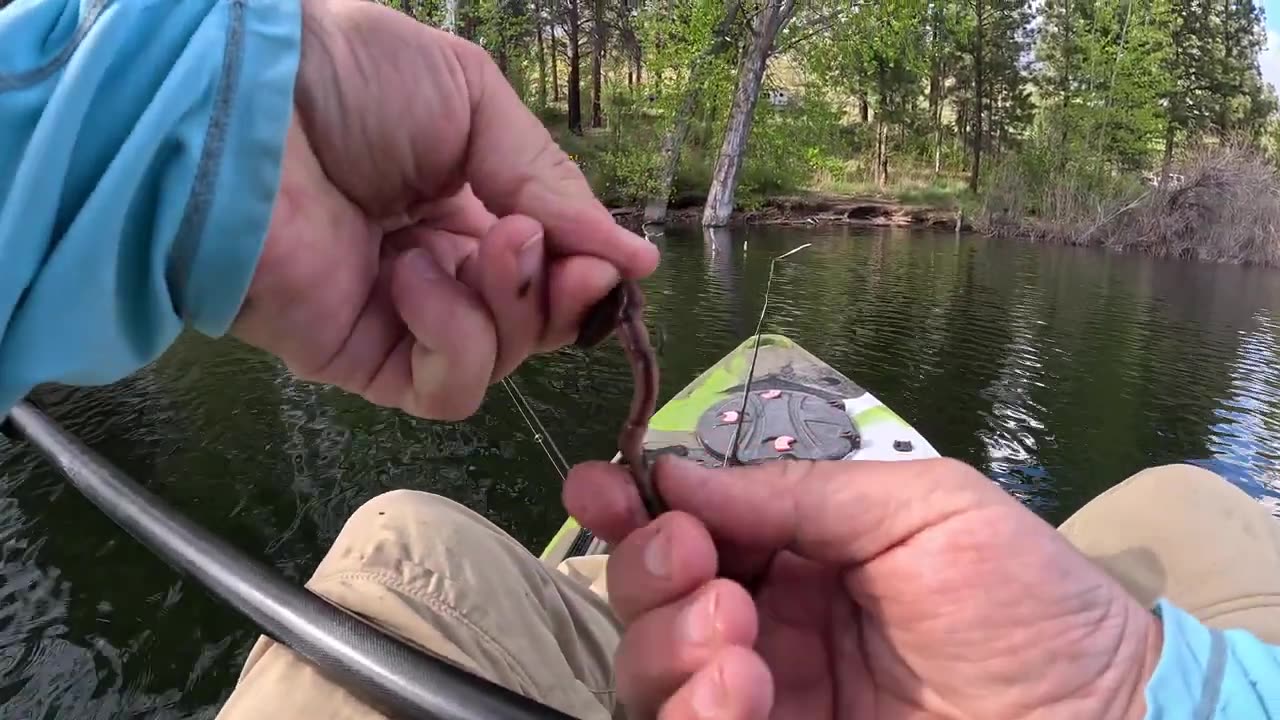 TIGER TROUT Fishing & Wild Mushroom Foraging!!! (Catch & Cook)