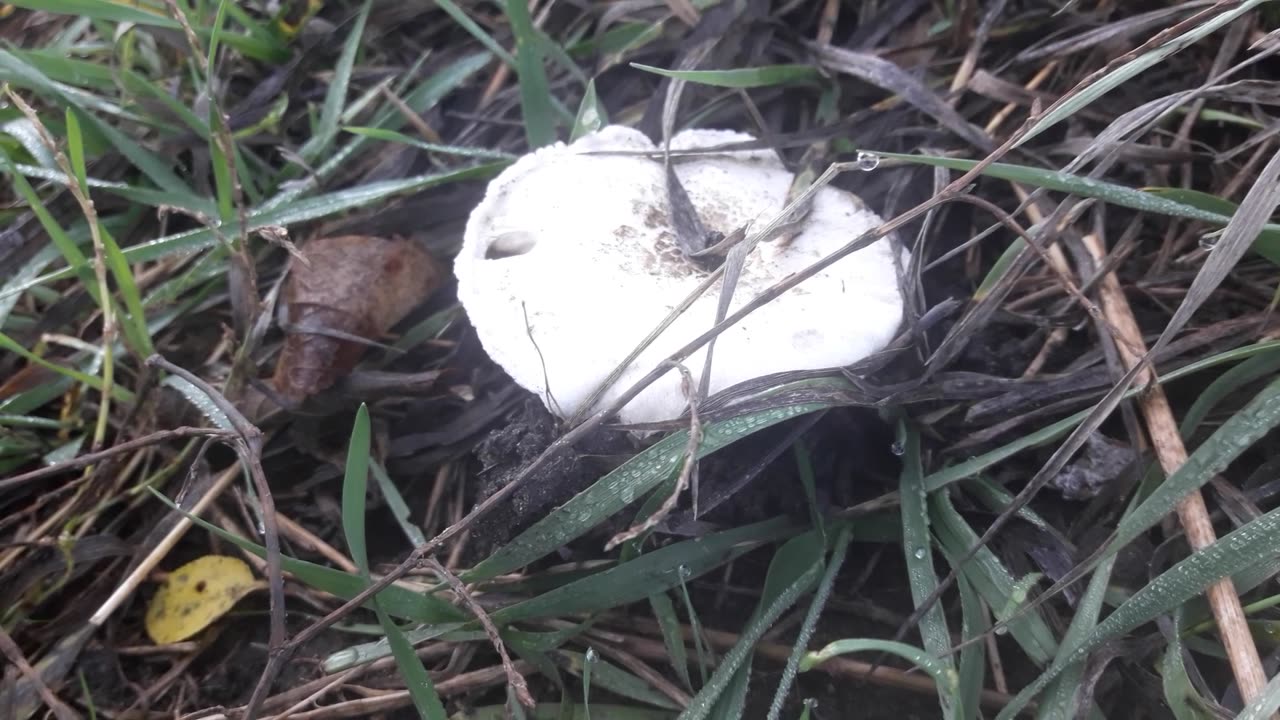 Unknown mushroom