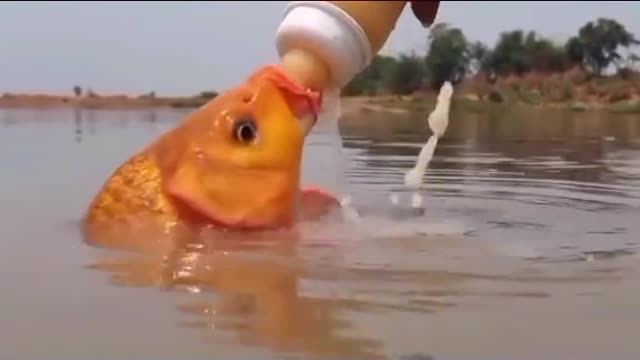 Fish drinking milk. (Follow me)