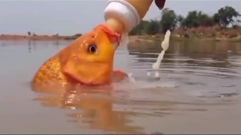 Fish drinking milk. (Follow me)