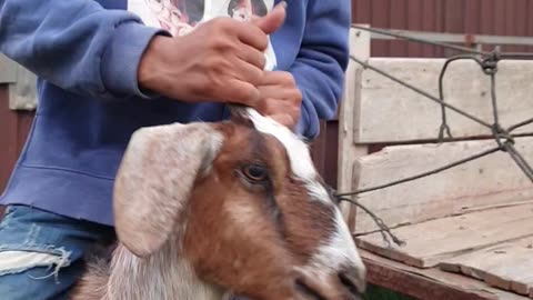 The owner playing happy with goat