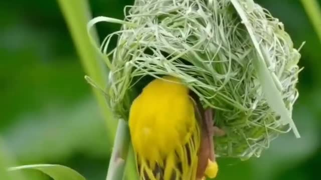 How nature constructing house 🏠 for living