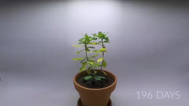 OAK TREE From ACORN Time Lapse