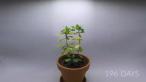 OAK TREE From ACORN Time Lapse