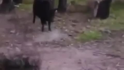Funny animals 2024 part 2