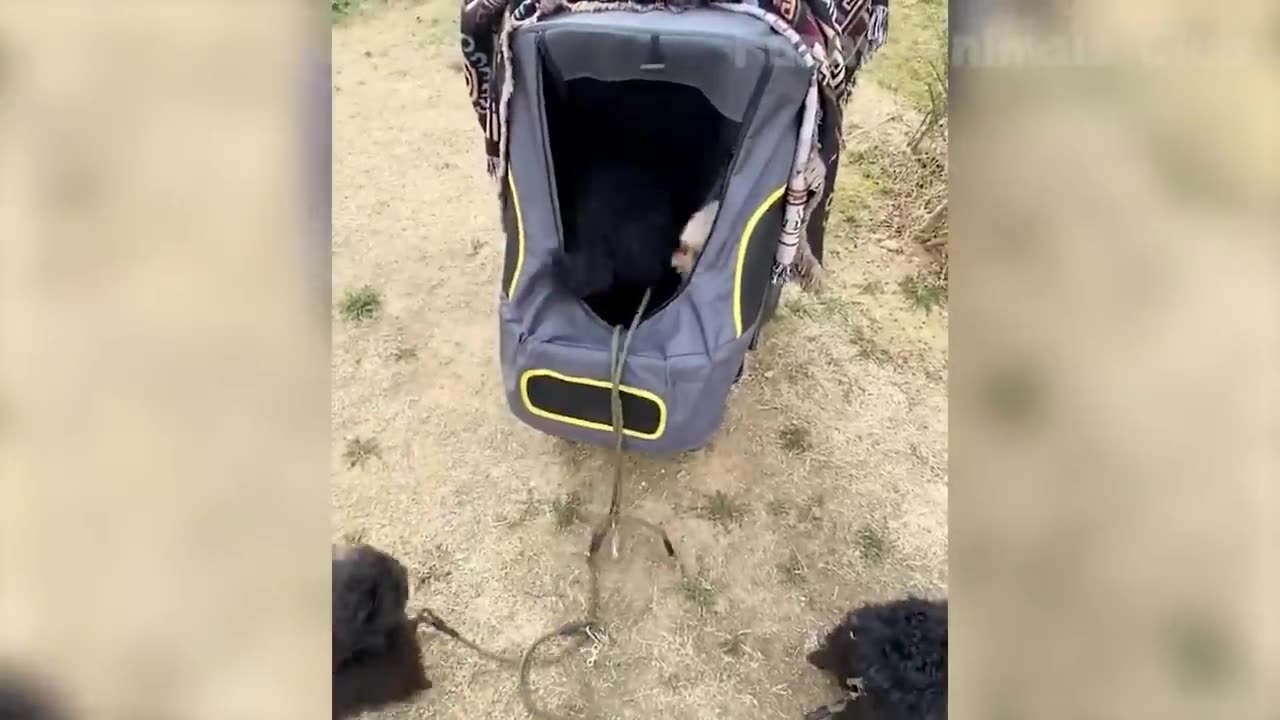 funniest animal part 1