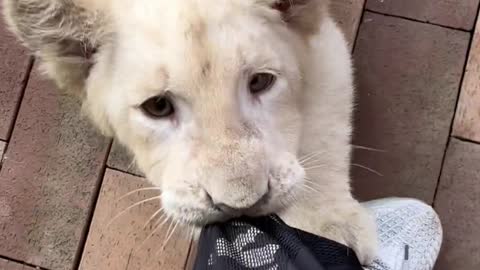 A little white tiger