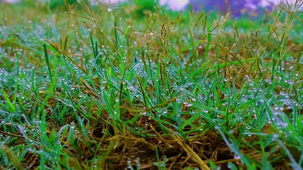 NATURAL CINEMATIC RAIN WATER GROUNDS | CINEMATIC NATURE