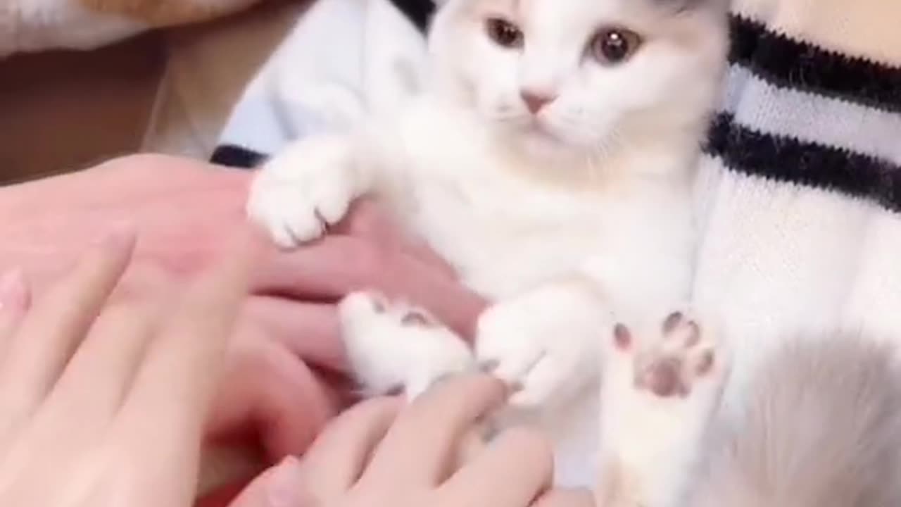 VERY CUTE CATS VIDEOS😻😻😻