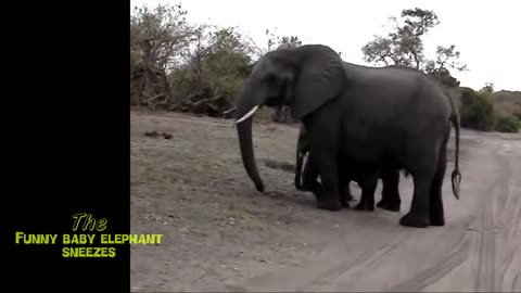 Baby Elephant playing