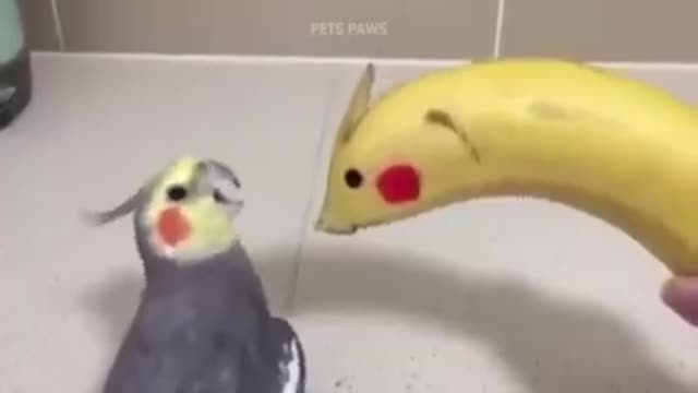 Smart And Funny Parrot Talking Videos Compilation P1 Super Dogs