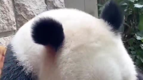 Lovely Giant Panda