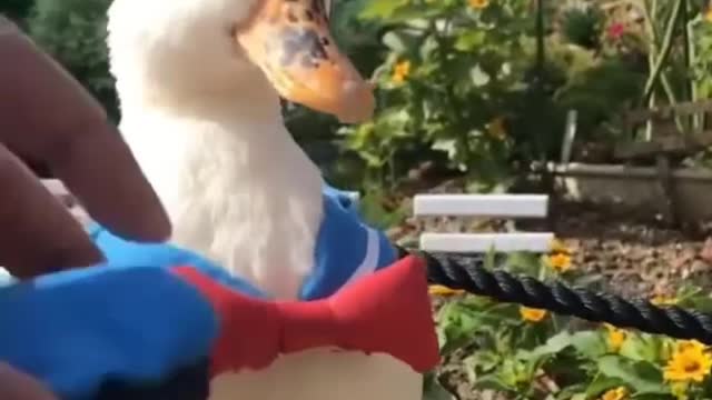 Donald Duck in real life