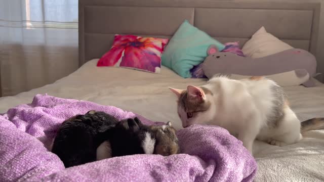 Funny Kitten Reaction to Baby Bunnies [Cuteness Overload]