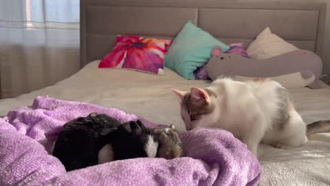 Funny Kitten Reaction to Baby Bunnies [Cuteness Overload]