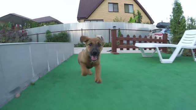 Puppy runs at yard