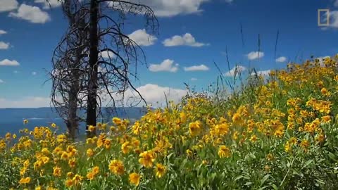 Spend a Relaxing Hour in Yellowstone’s Beautiful