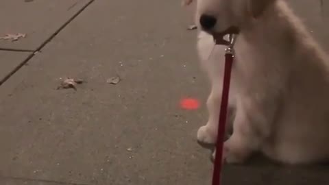 The dog kept chasing the leaves blowing in the wind