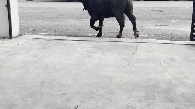 Buffalo Trashes Car and Trots Off