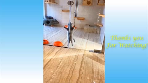 Cute Cat pool dance try