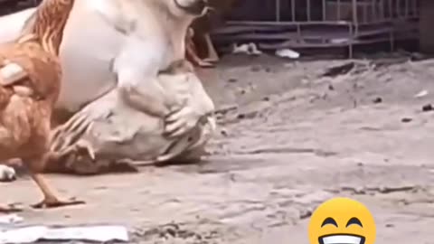 oOoOO so funny dog fighting