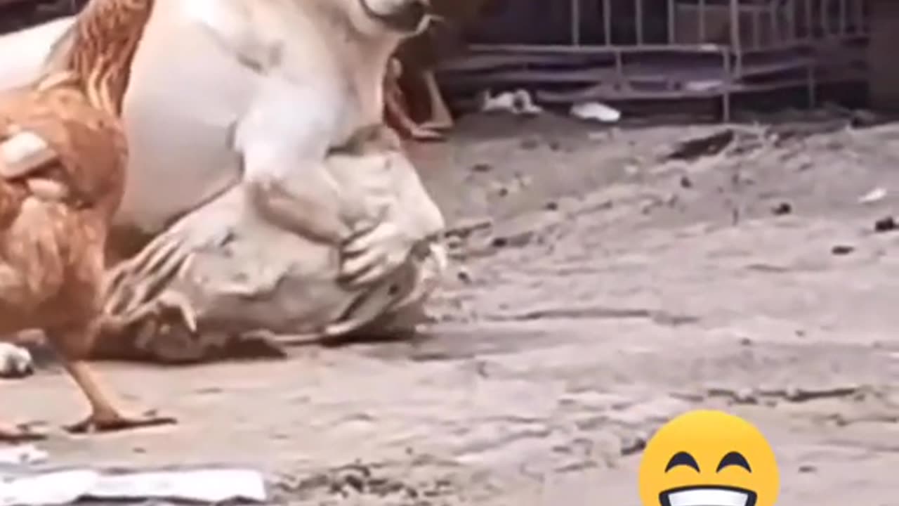 oOoOO so funny dog fighting