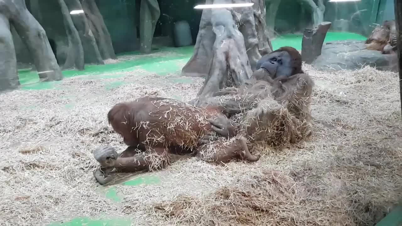 Zoo Animal Sex!