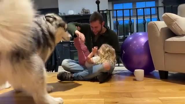 Giant Husky Protects Little Girl And Bites Me!